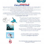 La passeggiata degli squali